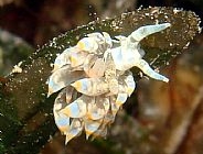 Photo: B & S. Koretz ; See a larger picture